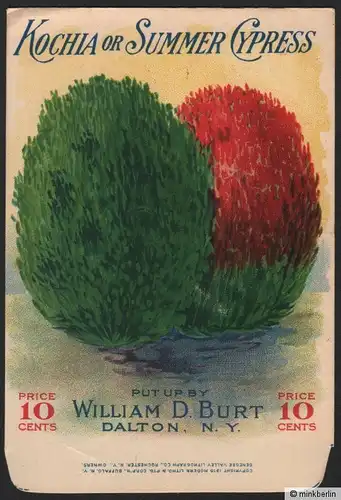 Samentütchen - Tüte für Samen - Kochia or Summer Cypress - USA ~1915  # 1261