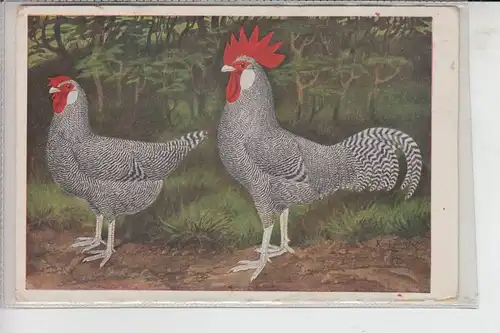 LANDWIRTSCHAFT - GEFLÜGEL - POULTRY - Hühner Gesperberte Minorka, Künstler-Karte Kurt Zander