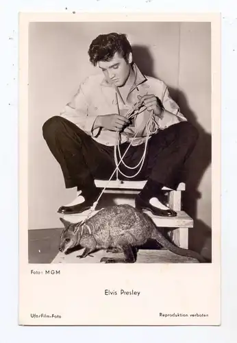 FILM - STARS - ELVIS PRESLEY and Wallaby, 1957, Jailhouse Rock Production, MGM - UFA