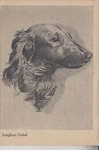 HUNDE - DACKEL / Teckel / Dachshund / Bassotto - Künstler-Karte Grossformat