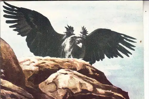 MONGOLIA / MONGOLEI - Künstler-Karte, Der große Adler der Mongolen