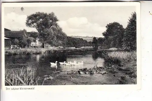 5419 DIERDORF - ISENBURG, Hotel Wiedscher Hof, rücks. rauhe Stelle