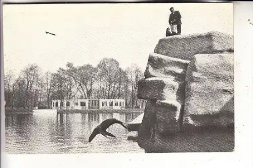 8500 NÜRNBERG, ZOO, Seelöwe im Sprung