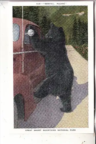 BÄREN - Schwarzbär, Smoky Mountain / USA