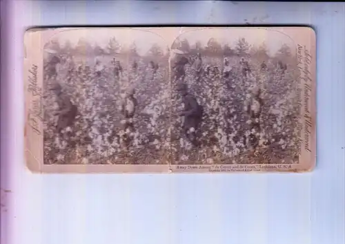 USA - LOUISIANA - Picking cotton, Stereo Photo 1892 Underwood & Underwood