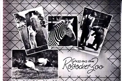 0-2500 ROSTOCK, Zoo, 1964