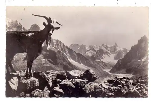 F 74400 CHAMONIX - MONT BLANC, La Mer de Glace, Chevre / Geiten / Ziege / Goat