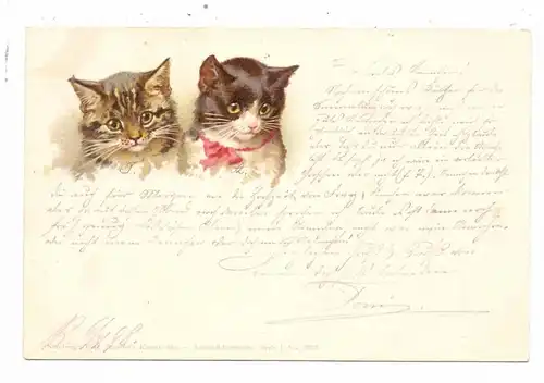 KATZEN / Cats / Chats / Katten / Gatti / Gatos - Lithographie 1898
