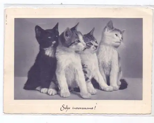 KATZEN / Cats / Chats / Katten / Gatti / Gatos - "Sehr interessant !", 1953
