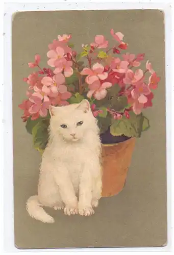KATZEN / Cats / Chats / Katten / Gatti / Gatos - Weisse Katze vor Blumenstrauss