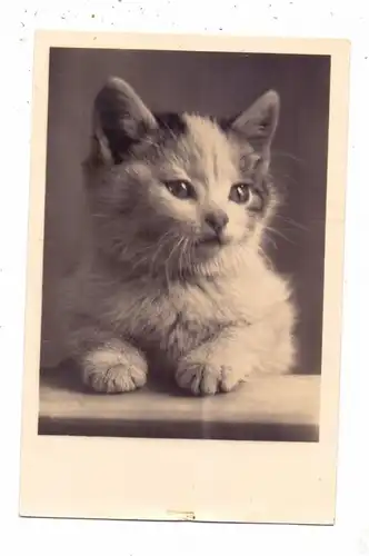 KATZEN / Cats / Chats / Katten / Gatti / Gatos - Junges Kätzchen