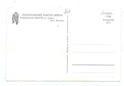 1000 BERLIN - TIERGARTEN, ZOO, Flußpferdmutter BULETTE mit Jungem