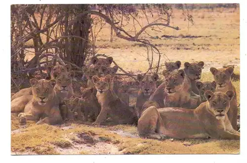 SAMBIA - Lions in Luangwa