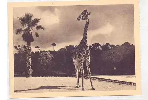 P 1000 LISBOA, Zoo, Jardin Zoologico, Uma Girafa