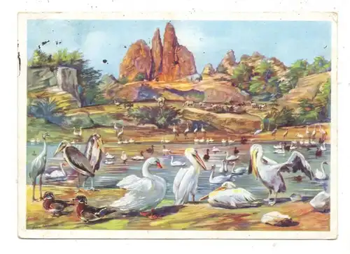 2000 HAMBURG - STELLINGEN Hagenbeck, Zoo, Großer Vogelteich, Pelikane, Sarus-Kraniche, Schwäne, 1931