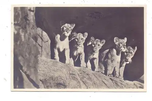 2000 HAMBURG - STELLINGEN Hagenbeck, Zoo, Löwinnen in der Löwenschlucht, 1931, rücks. kl. Klebereste