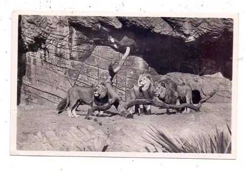 2000 HAMBURG - STELLINGEN Hagenbeck, Zoo, Löwenschlucht, 1935