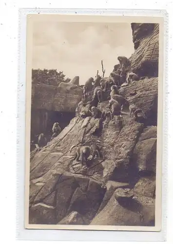 2000 HAMBURG - STELLINGEN Hagenbeck, Zoo, Affenfelsen, Mantelpaviane