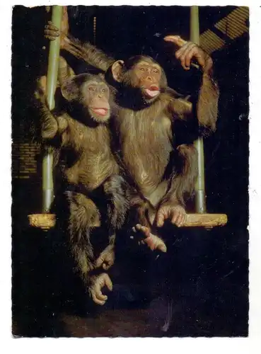 4100 DUISBURG, Zoo, Schimpansen, 1968