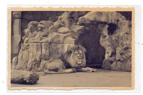 TIERE - ZOO - Antwerpen, Löwe / Lion / Leeuw