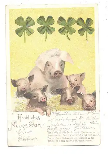SCHWEINE / Pigs / Porcs  / Varkens / Maiali / Cerdos, Neujahrs Schweine, 1904