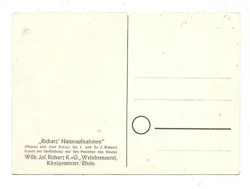 5480 REMAGEN - ROLANDSWERTH, Rolandsbogen, Richarz' Königswinter Naturaufnahmen, # 35