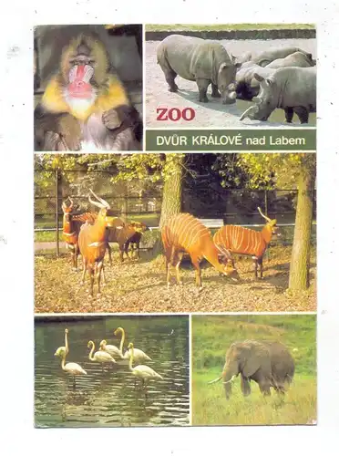 TIERE - ZOO - DVUR KRALOVE NAD LABEM