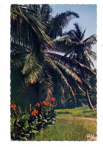 MADAGASKAR / MALAGASY - MAJUNGA, Cocotiers, 1963