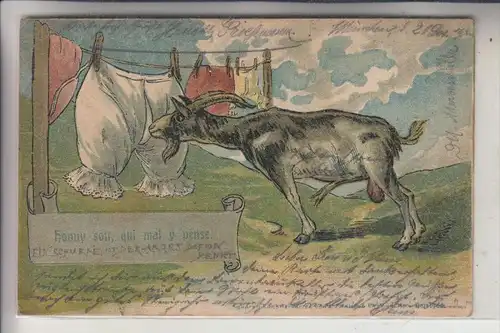 TIERE - ZIEGEN / Goats / Geiten / Chevre, Humor, 1901