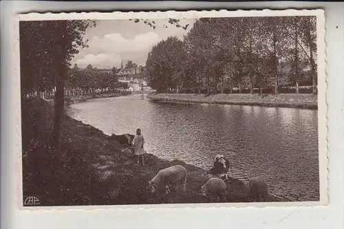 F 29150 CHATEAULIN, Troupeaux  aux bord de la Riviere