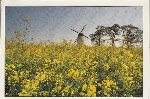 WINDMÜHLE / Mill / Molen / Moulin - SCHMERLECKE / Westfalen