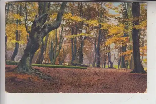UK - ENGLAND - ESSEX, EPPING, Epping Forest, Photochromie