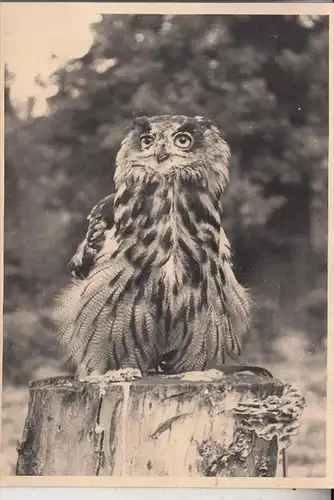 VÖGEL - EULEN / Owls / Buho / Hibou / Uil / Gufo - Photo-AK