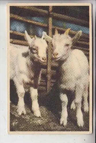 TIERE - ZIEGEN / Goats / Geiten / Chevre, 195.... Schweden