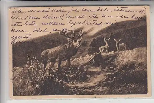 JAGD / Hunting / Chasse / Caccia / Jacht / Caza / Lowiectwo - Hirsch & Rehe - Künstler-Karte