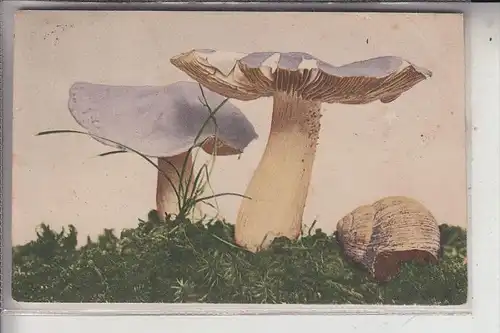 BOTANIK - PILZE / Champignons / Mushrooms / Funghi / Paddestoelen / Setas - 1934, Color