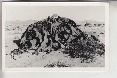 NAMIBIA, Pflanzen in der Wüste, Verlag: Schirmer-Swakopmund