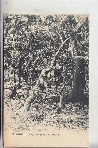 TT - TRINIDA TOBAGO, Trinidad , Cocoa Trees in full bearing, early card - undivided back.