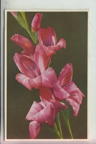 PHOTOCHROMIE - Serie 651, No. 1843 ?, Gladiolus gandavensis, Gladiole, 1941