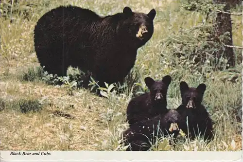 TIERE - BÄR - American Black Bear & Cubs