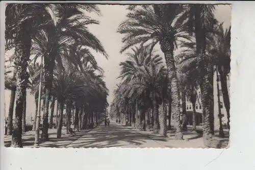 E 03000 ALICANTE, Esplanade de Espana 1952