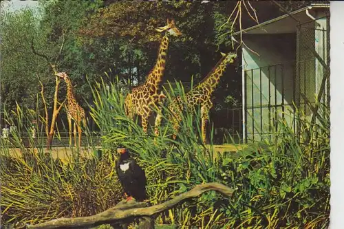 4650 GELSENKIRCHEN, Ruhr-Zoo, Giraffen