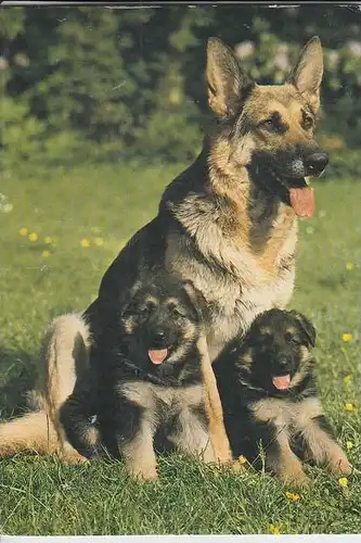 TIERE - HUNDE -Schäferhund - Chien de berge - sheperd dog - herdershond