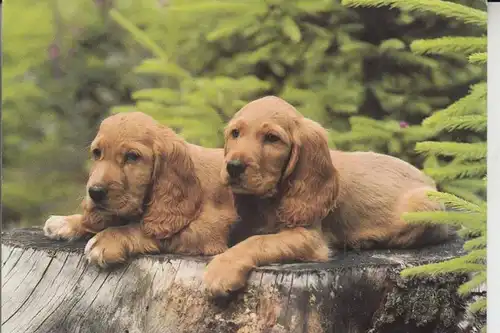 TIERE - HUNDE -COCKER SPANIEL