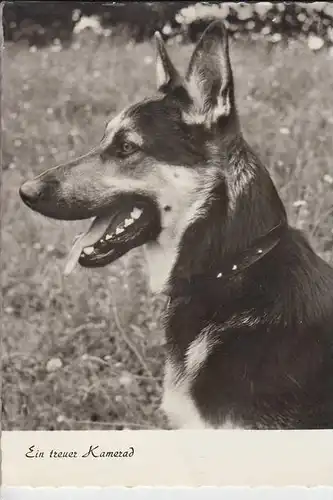TIERE - HUNDE -Schäferhund - Chien de berge - sheperd dog - herdershond