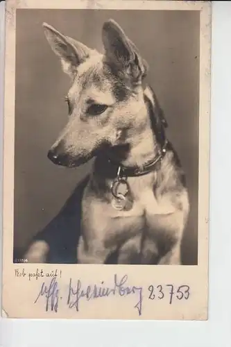 TIERE - HUNDE -Schäferhund - Chien de berge - sheperd dog - herdershond, 1939