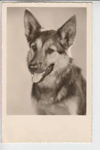 TIERE - HUNDE -Schäferhund - Chien de berge - sheperd dog - herdershond, 1952