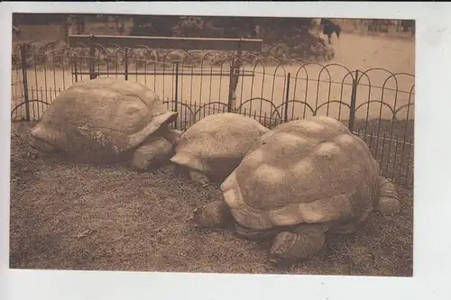 ZOO - Antwerpen, Schildkröten / Turtles