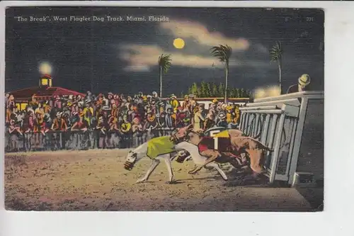 TIERE - HUNDE - RENNEN, Greyhounds, Levriers - "The Break" Werst Flagler Dog Track, Miami-Florida 1940