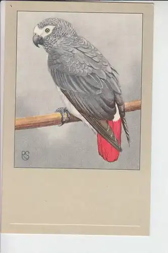 TIERE - VÖGEL - GRAUPAPAGEI - African Grey Parrot - Jaco - Papegaai